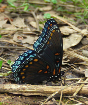 Red-spotted Purple